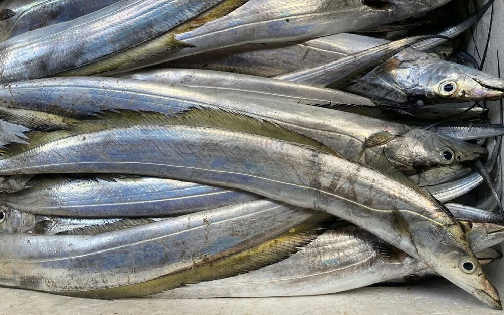 IKAN LAYUR